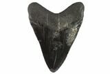 Black, Fossil Megalodon Tooth - South Carolina #90757-2